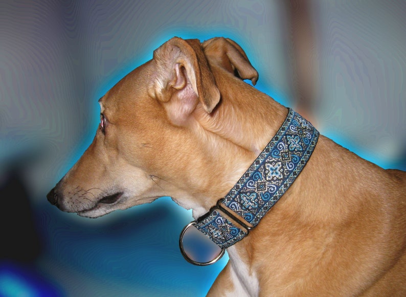 Regal Blue 1.5 or 2 inch Greyhound Martingale Dog Collar Padded and Lined with Free Custom Sizing image 2