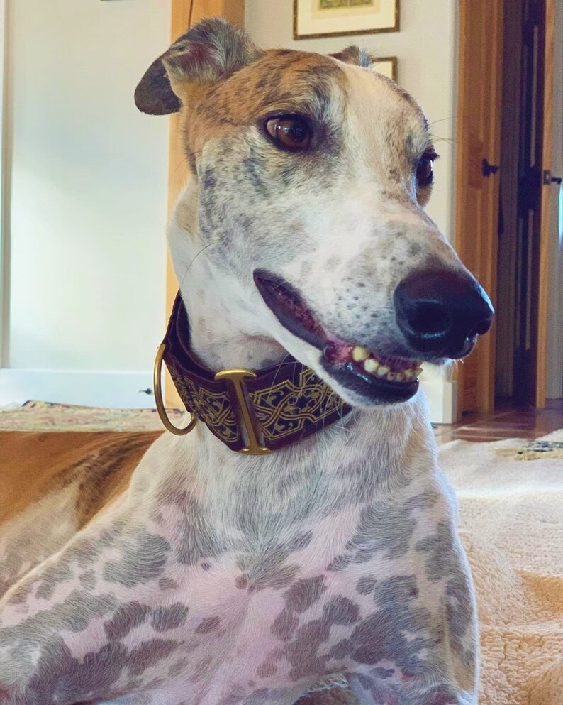 Fionn Brown 1.5 or 2 inch Greyhound Martingale Dog Collar Padded and Lined with Free Custom Sizing image 3