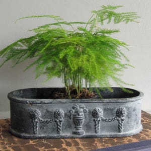 May include: A green asparagus fern in a dark grey, oval planter. The planter features decorative relief details of urns and swags. The plant has delicate, feathery foliage, creating a full, textured appearance. The planter sits on a brown surface.