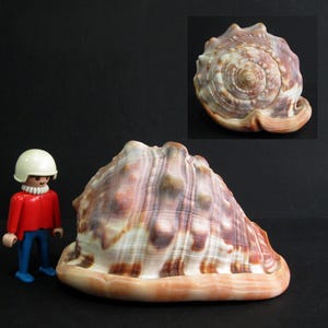 May include: A large, textured seashell with brown and cream mottled patterns, featuring a series of rounded knobs along its surface. Beside the shell stands a small plastic figurine wearing a white helmet, a red jacket, and blue trousers.