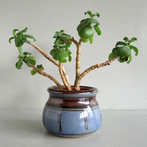 May include: A small, round ceramic pot in shades of blue and brown, holding a jade plant. The plant has multiple stems with small, round, green leaves. The pot has a glossy finish and a simple, rustic design.