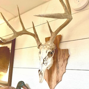 Deer mount plaque FREE SHIPPING deer head board European mount  display wormy maple arrowhead
