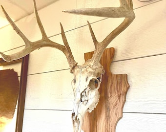 Deer mount plaque FREE SHIPPING deer head board European mount  display wormy maple arrowhead