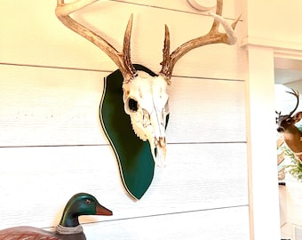 Rustic European Deer Mount Plaque, Hand-Painted Distressed Finish (15" Tall)