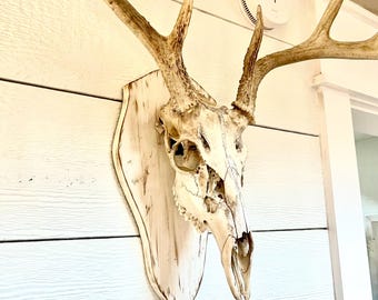 European mount board FREE SHIPPING deer mount deer plaque deer display mount taxidermy deer head not included