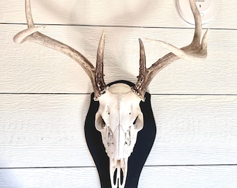 European deer mount Free Shipping  deer PLAQUE ONLY deer display mount taxidermy black,  white, or green the deer head NOT included
