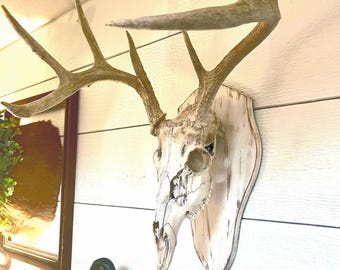 European mount board FREE SHIPPING deer mount deer plaque deer display mount  hunting gifts  for hunters antlers deer head NOT  included