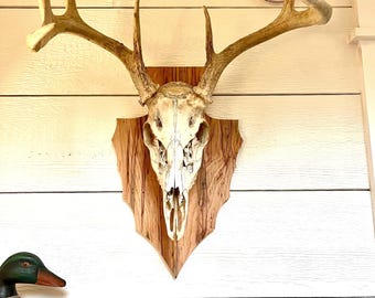 European mount board FREE SHIPPING deer plaque deer head display wormy maple arrowhead deer head NOT included