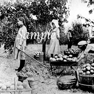 Vintage Photo of Kids Picking Fruit, Vintage Photo Instant Download, Americana Photography, Vintage Wall Art Kids Picking Fruit