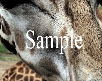 Giraffe Close Up Photo Art Mini Poster Instant Download and Print, Giraffe Wall Art