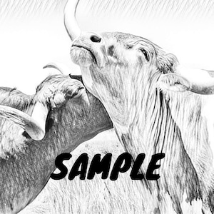 May include: A black and white pencil drawing of two longhorn cattle. The cattle are facing each other, with their horns touching. The drawing is done in a realistic style, with detailed shading and texture.