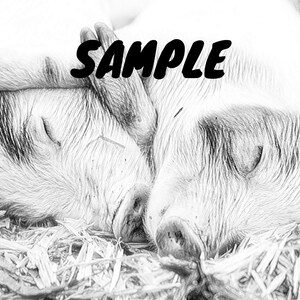 May include: Two piglets sleeping together in a pile of hay. The piglets are curled up and their eyes are closed.