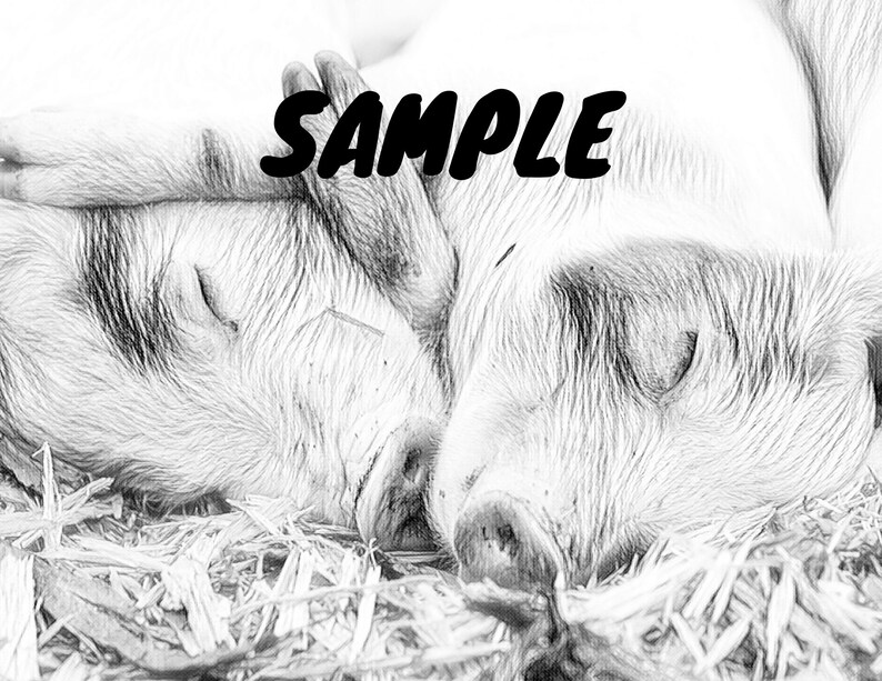 May include: Two piglets sleeping together in a pile of hay. The piglets are curled up and their eyes are closed.