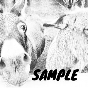 May include: Two donkeys with black and white fur, looking directly at the camera. The donkey on the left has its head tilted slightly to the side, while the donkey on the right has its head tilted slightly upwards. The donkeys are both smiling.