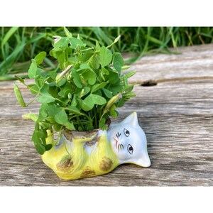 May include: A yellow and white ceramic cat planter with green clover plants growing inside. The cat is lying on its side with its head tilted up.