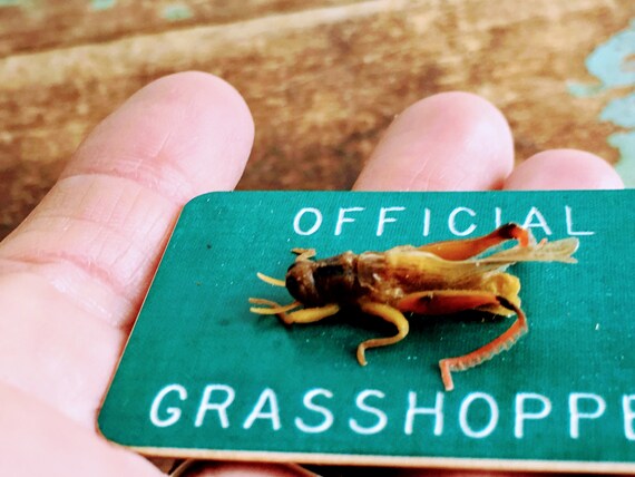 Vintage Park Badge Official Grasshopper Oddity Cr… - image 7