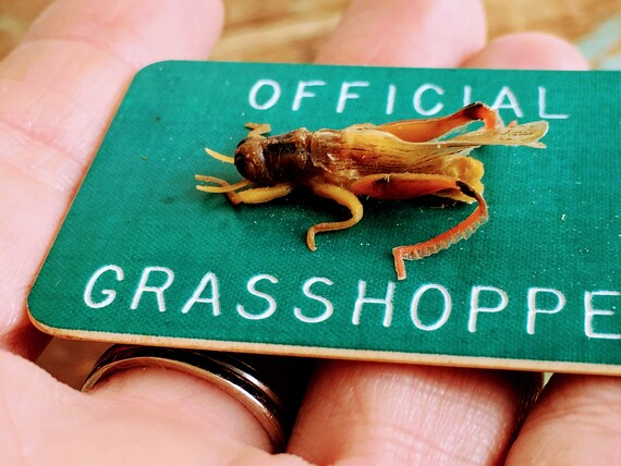 Vintage Park Badge Official Grasshopper Oddity Cr… - image 8