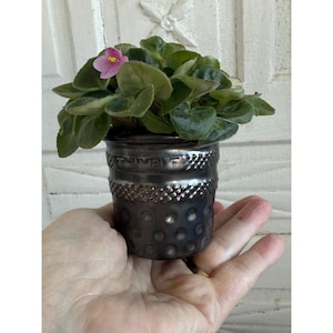 May include: A small pink African violet plant in a black metal thimble-shaped pot with the word "Prima" embossed on the side.