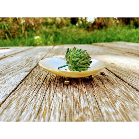 Antique Real Shell footed trinket dish - image 1