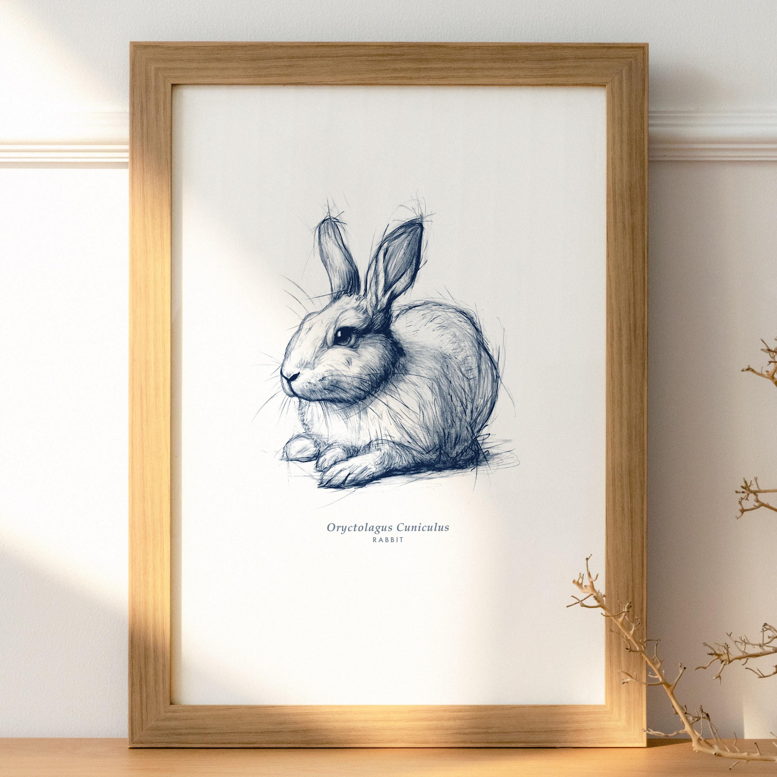 Rabbit Pencil Drawing | Hand-drawn | Fine Art Giclée Print | A4 & A3 ...