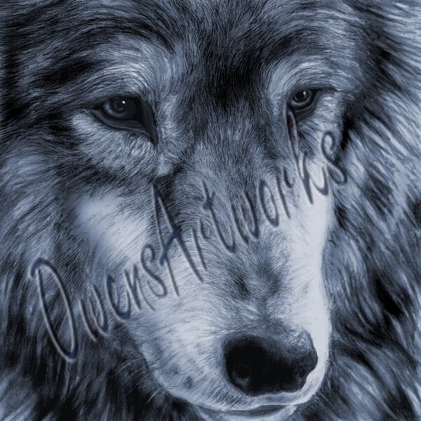 Moonlit wolf. Print. Fine detail.