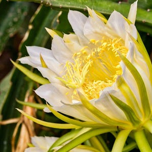 Pitaya-stekken van 30-40 cm