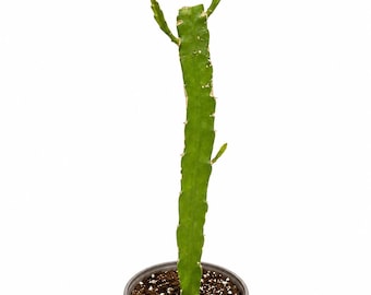 Pianta di Pitaya