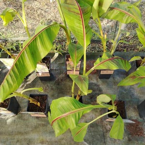 Musa sikkimensis immer rot