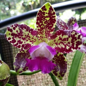Cattleya orchid 2024 for sale