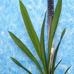 Oncidium orchid-Ons catatante &quot;Los Robles&quot; mature size Live plant
