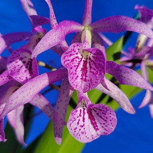 Brassavola orchid  &quot;blc maikai louise&quot; fragrant mounted living plant