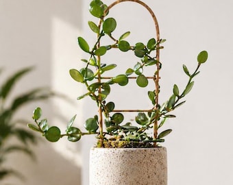 Rare Silver Dollar Vine Plant | Xerosicyos danguyi | Trailing or Trellis Succulent | 4” Pot