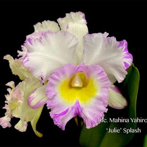 May include: A close-up of a Cattleya orchid, featuring white petals edged with purple and a lavender and yellow center. The flower is set against a black background. Text reads: Rlc. Mahina Yahiro 'Julie' Splash.