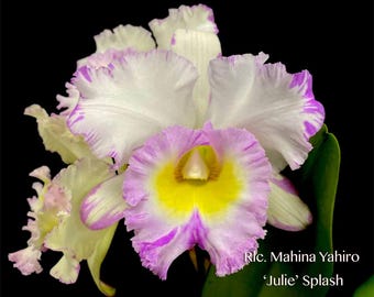Cattleya Orchid Fragrant flower 2.5 " pot -BLC mahina julie splash
