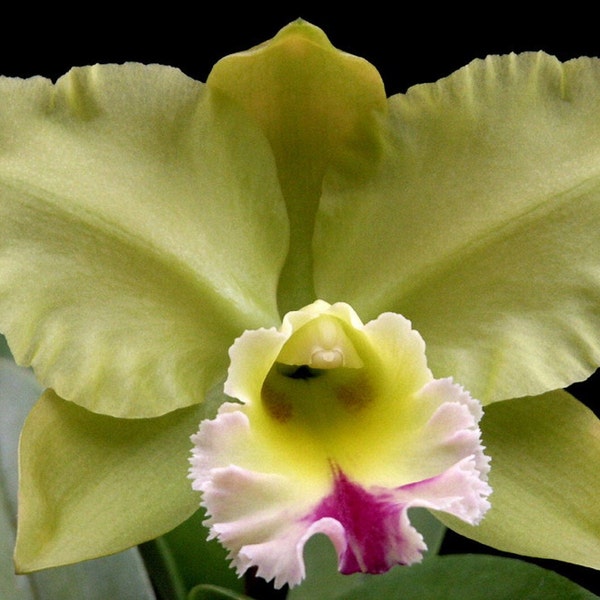 Orchid seedling plug yellow Cattleya BLC Dewey Forest Kudos live plant