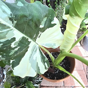 Alocasia macrorrhiza variegata live plant 4 inch pot