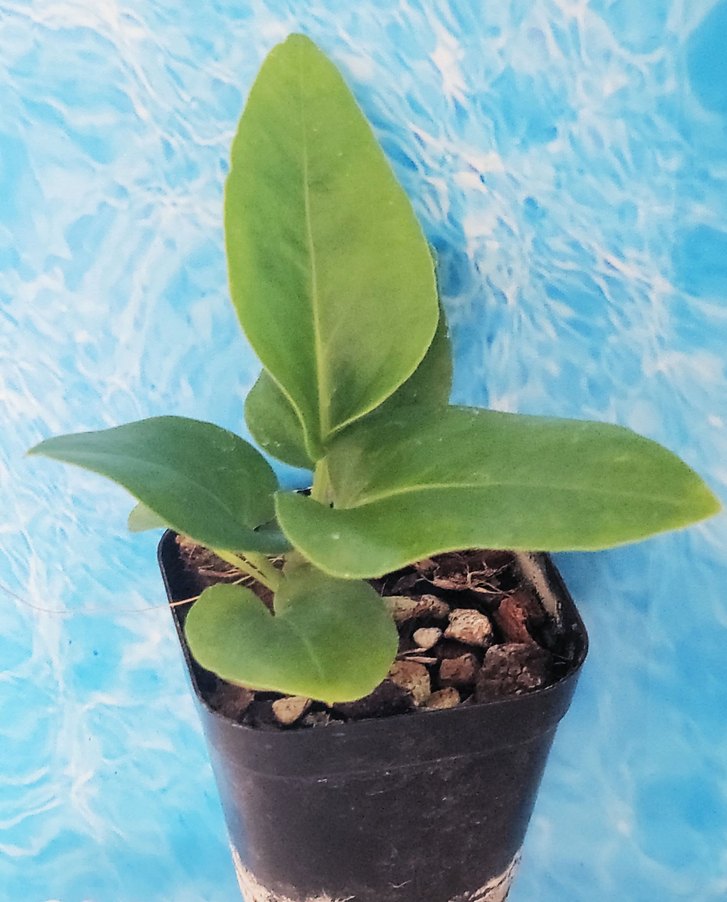 Philodendron Medusa - Etsy