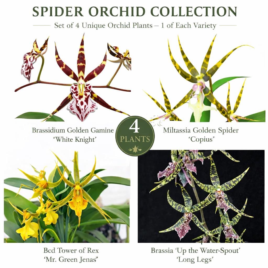 Orchids Set - Etsy