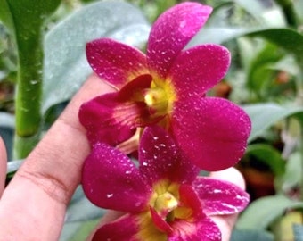 Dendrobium Orchid seedling  plug "Sunday" live plant