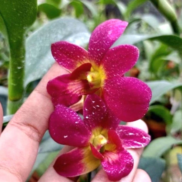 Dendrobium Orchid seedling  plug "Sunday" live plant