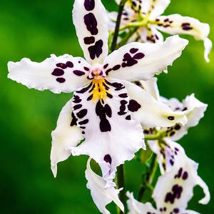 May include: A Beallara Snow Blind 'Sweet Spots' orchid featuring white petals with dark purple spots and a yellow center. The text at the bottom reads: Beallara Snow Blind 'Sweet Spots' (Exotic Orchid) - Spotty White Blooms.