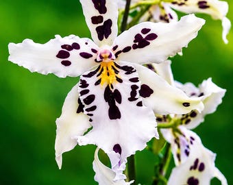 Beallara Snow Blind ‘Sweet Spots’ Oncidium Orchid – Fragrant White Spotted Blooms