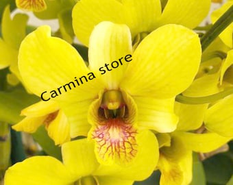 Orchid seedling dendrobium Burana Gold Hawaii live plant