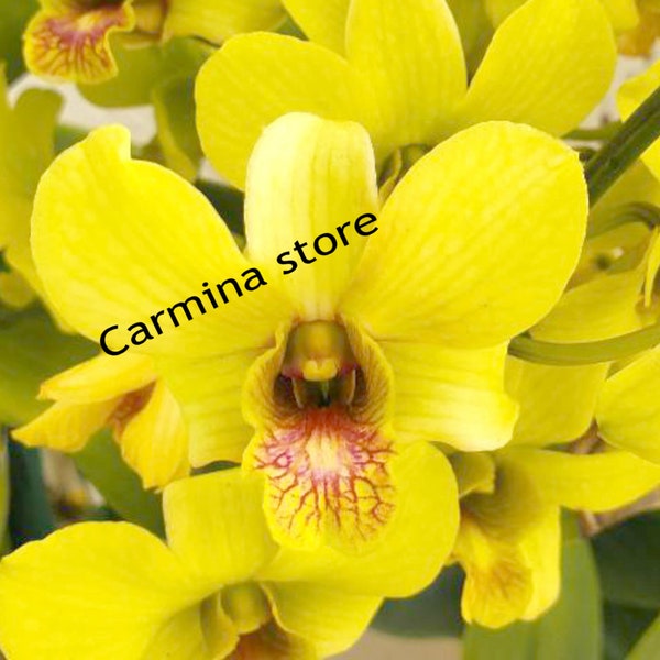 Orchid seedling dendrobium Burana Gold Hawaii live plant