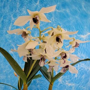 Dendrobium orchid bloom size Fragrant white Flower~ Dend. Bill Takamatsu