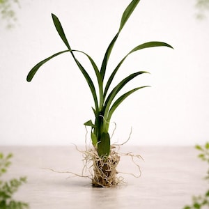 Orquídea amarilla Oncidium sphacelatum, orquídea pensamiento, orquídea amarilla dama bailarina imagen 7