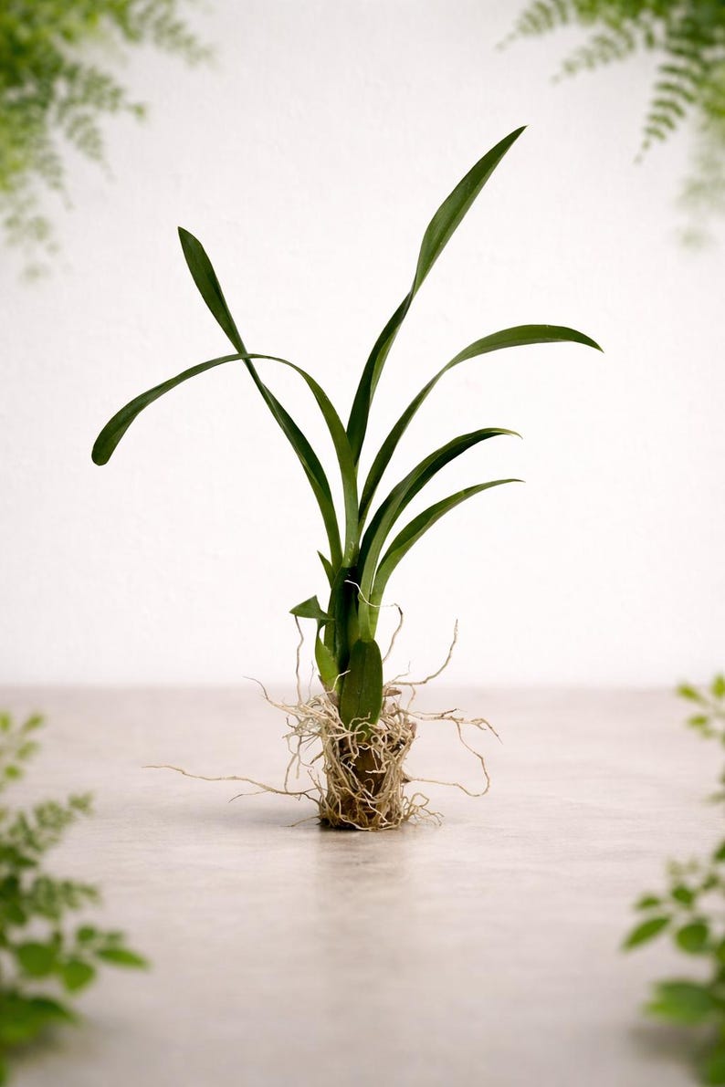 Orquídea amarilla Oncidium sphacelatum, orquídea pensamiento, orquídea amarilla dama bailarina imagen 7