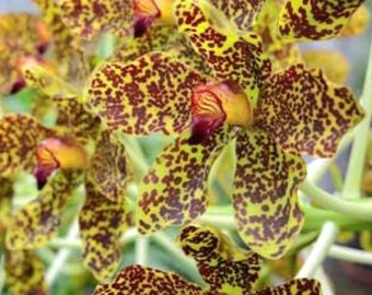 Grammatophyllum Speciosum tiger bloom size rare orchid live plant-queen of the orchid