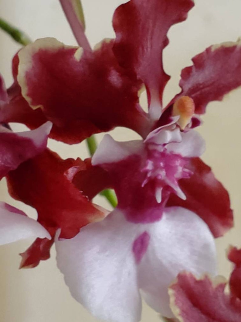 Oncidium sharry baby Sweet fragranceChocolate Orchid Plug SEEDLING SIZELive plant image 3