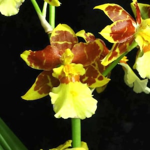 Puede incluir: Primer plano de una vibrante orqu&iacute;dea con p&eacute;talos amarillos y llamativos patrones granates. La flor tiene una forma &uacute;nica y se encuentra sobre un fondo oscuro, resaltando sus intrincados detalles. El tallo es verde y las hojas son visibles en la parte inferior.
